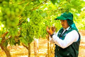 Se estiman que existan 20 mil hectáreas de uva de mesa en Perú