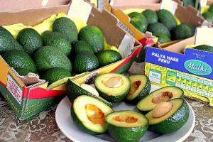 SE EXPORTARÍAN 1 MIL TM DE PALTA HASS AL MERCADO ESTADOUNIDENSE