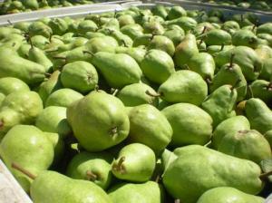 Se incrementa la importación de peras