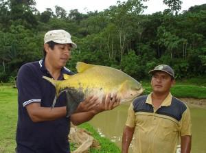 SE INCREMENTA LA PRODUCCIÓN DE PECES TROPICALES