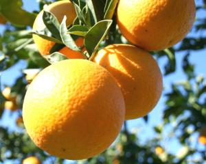 Se incrementó el volumen y valor de exportaciones de naranjas