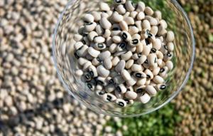 Se inició siembra temporal de 50 hectáreas de frijol caupí en Lambayeque