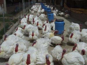Se ofertarán 2.1 millones de pavos en la campaña de Navidad y Año Nuevo
