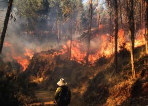 Se pondrá en marcha plan de recuperación de zonas afectadas por incendio forestal en Cusco