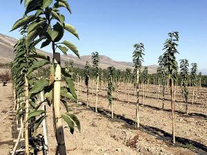 Se prueban variedades de cereza adaptadas al clima costero para cultivarlas en Perú