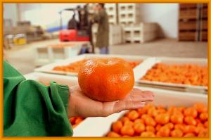 Se realizó el primer envío de mandarinas peruanas a Brasil