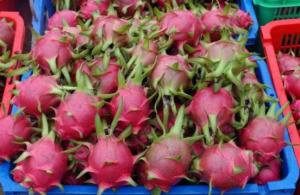 SE REDUCEN EXPORTACIONES DE PITAHAYA EN EL PERÚ