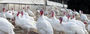 Se suspende importación de aves de Chile por influenza aviar