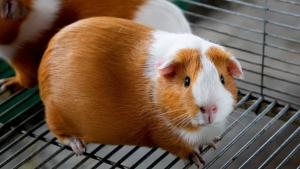 Se viene el II Congreso Internacional del Cuy