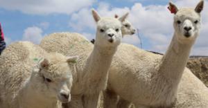 Se viene el V Encuentro Regional de Criadores de Alpacas en Cusco