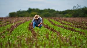 Sector agrario crecería 4.5% este año
