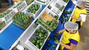 Sector agrícola aporta más del 50% del empleo generado por las exportaciones peruanas