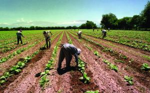 Sector agrícola fue el único que experimentó una reducción en el número de trabajadores durante el segundo trimestre del año
