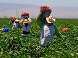 Sector agro generó ingresos tributarios por S/ 475 millones durante enero-septiembre de 2020