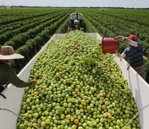 Sector agropecuario creció 4.3% en  el primer bimestre del año