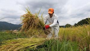 Sector agropecuario creció 7.7%  de enero a agosto de 2018