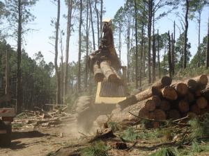 Sector forestal atrae interés de inversionistas de largo plazo