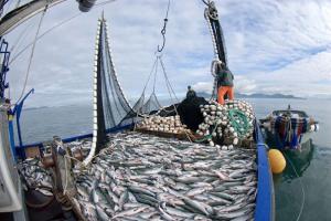 Sector pesquero contribuye al Estado con más del 50% de su utilidad operativa