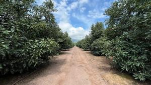 Sector productor recurre a Fair Trade USA para hacer frente a la deforestación en la industria de la palta