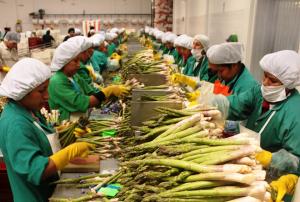 Sectores de agricultura, pesca y minería son los más optimistas para contratar personal