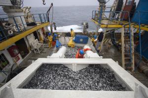 Segunda temporada de pesca de anchoveta 2022 generó más de US$ 1.000 millones