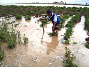 SEGURO AGRARIO CATASTRÓFICO INDEMNIZÓ A 2,900 CAMPESINOS