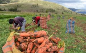 Seguro Agrícola Comercial subsidiado debe de estar listo para abril