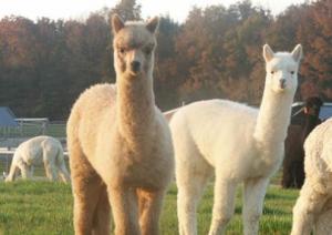 SEGURO ALPAQUERO SE LANZARÍA A FINALES DE MAYO 2014