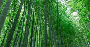 Semana del Bambú Lima 2021 se realizará del 27 al 29 de octubre