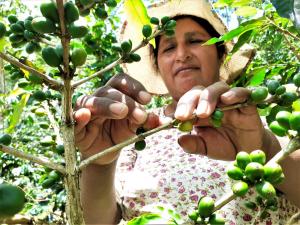 Senasa: 118.061 agricultores se dedican a la producción orgánica en Perú
