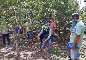 Senasa activó 10 escuelas de campo para empoderar a pequeños productores de naranjo