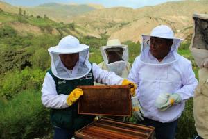 Senasa ampliará cobertura para control y tratamiento de enfermedades en abejas