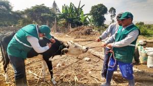 Senasa anuncia vacunación gratuita de ganado para prevenir el Ántrax