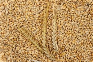 Senasa aprobó requisitos fitosanitarios para la importación de grano de cebada de origen y procedencia de España