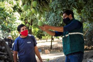 Senasa asegura adiestramiento intensivo para el control de la mosca de la fruta en Cajamarca