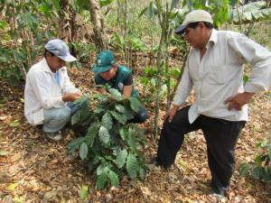 Senasa atendió más de mil hectáreas de café ante presencia de plagas