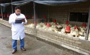 Senasa autorizó nuevo centro de faenado avícola en Cusco