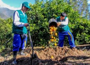 Senasa brinda consejos fitosanitarios a los agricultores