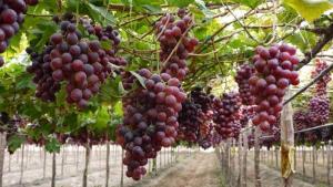 Senasa certificó 20.220 hectáreas de uva de mesa en 2021
