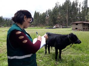 Senasa colecta información para mejorar respuesta ante enfermedades