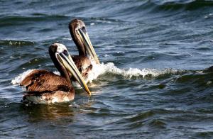 Senasa confirma brote de influenza aviar H5 en pelícanos hallados en playa de Paita