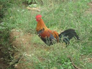 SENASA CONTROLA ENFERMEDAD DE NEWCASTLE EN AVES DE TRASPATIO