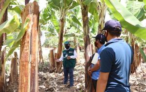 Senasa despliega vigilancia fitosanitaria permanente en resguardo de cultivos de plátano y banano