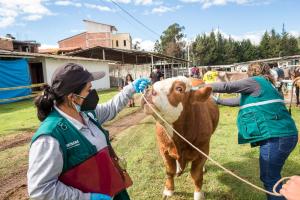 Senasa garantizó la sanidad del ganado en exhibición de Fongal 2021