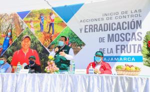 Senasa inicia la supresión de las moscas de la fruta en Cajamarca