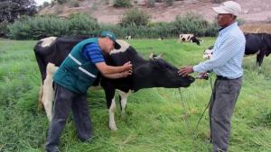 Senasa inicia vacunación contra el ántrax