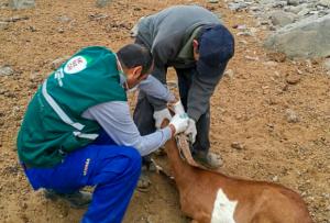 Senasa inició vacunación contra la Brucelosis Caprina