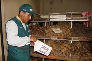 Senasa monitorea plaga de la papa para evitar que ingrese y se extienda en nuestro país