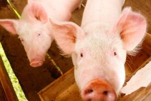 Senasa prohíbe el ingreso de mercancías de origen porcino al Perú