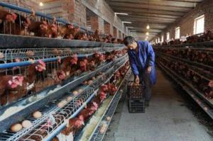 Senasa propone medidas fáciles de seguir y eficientes para cuidar la sanidad de avicultores, ganaderos y apicultores